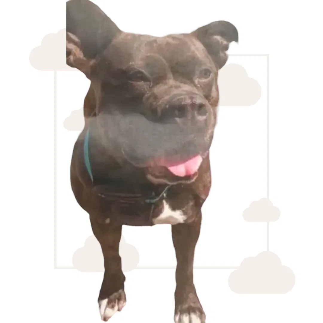 Lost dog in Salinas, CA, 93901