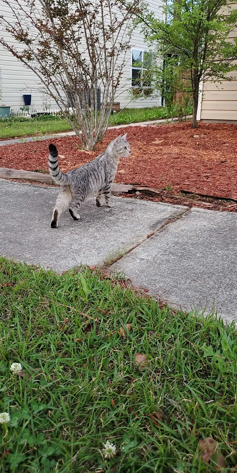 Lost cat in Summerville, SC, 29485