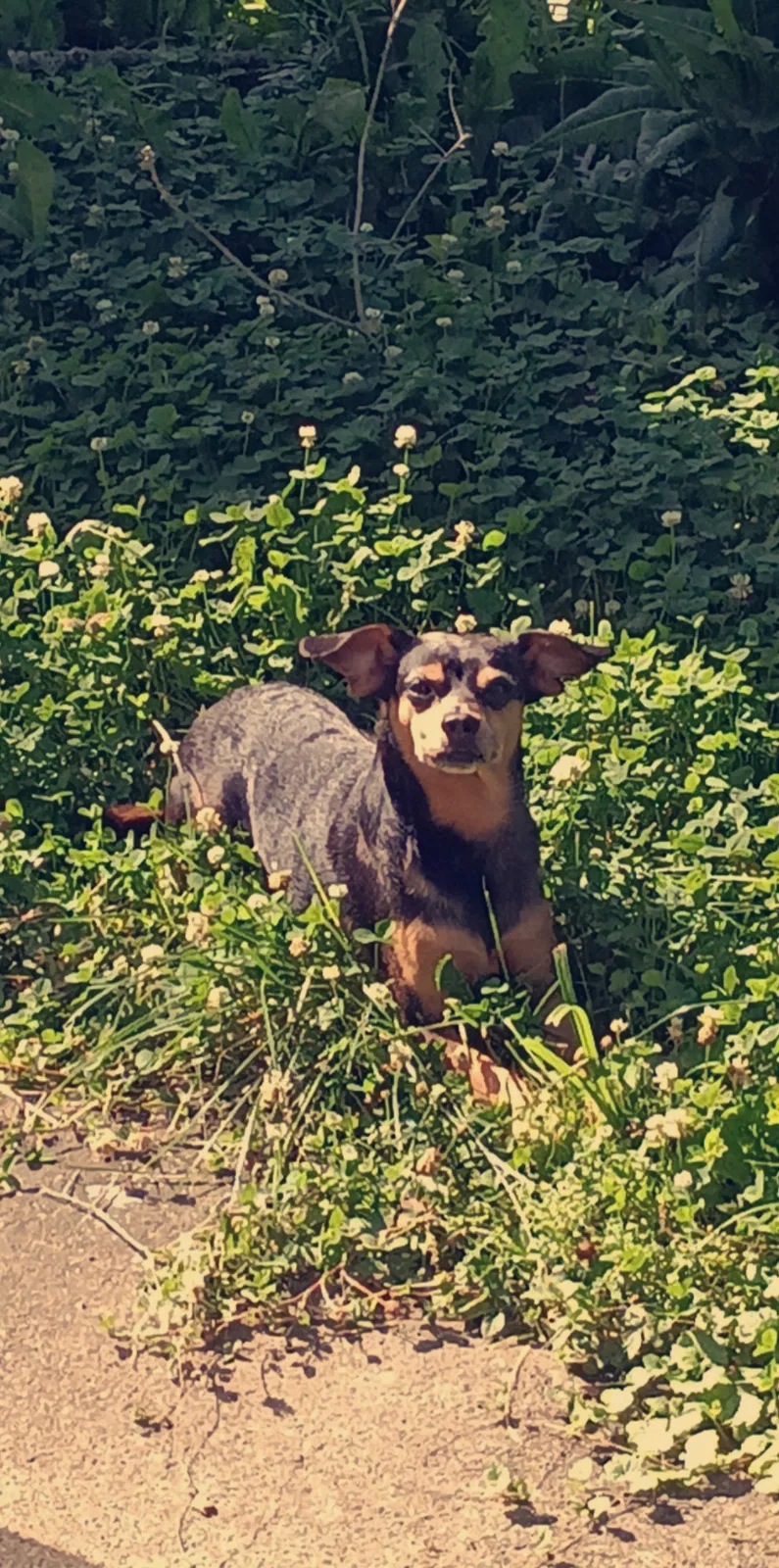 Lost dog in Cincinnati, OH, 45215