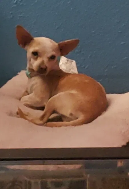 Lost dog in San Antonio, TX, 78228