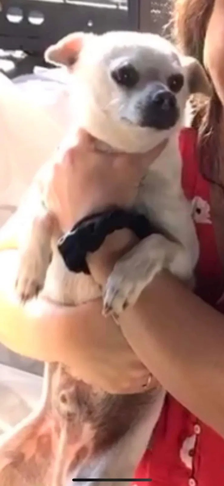 Lost dog in Azusa, CA, 91702