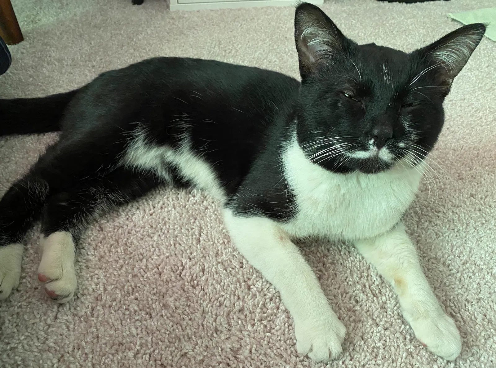 Found cat in Novi, MI, 48375