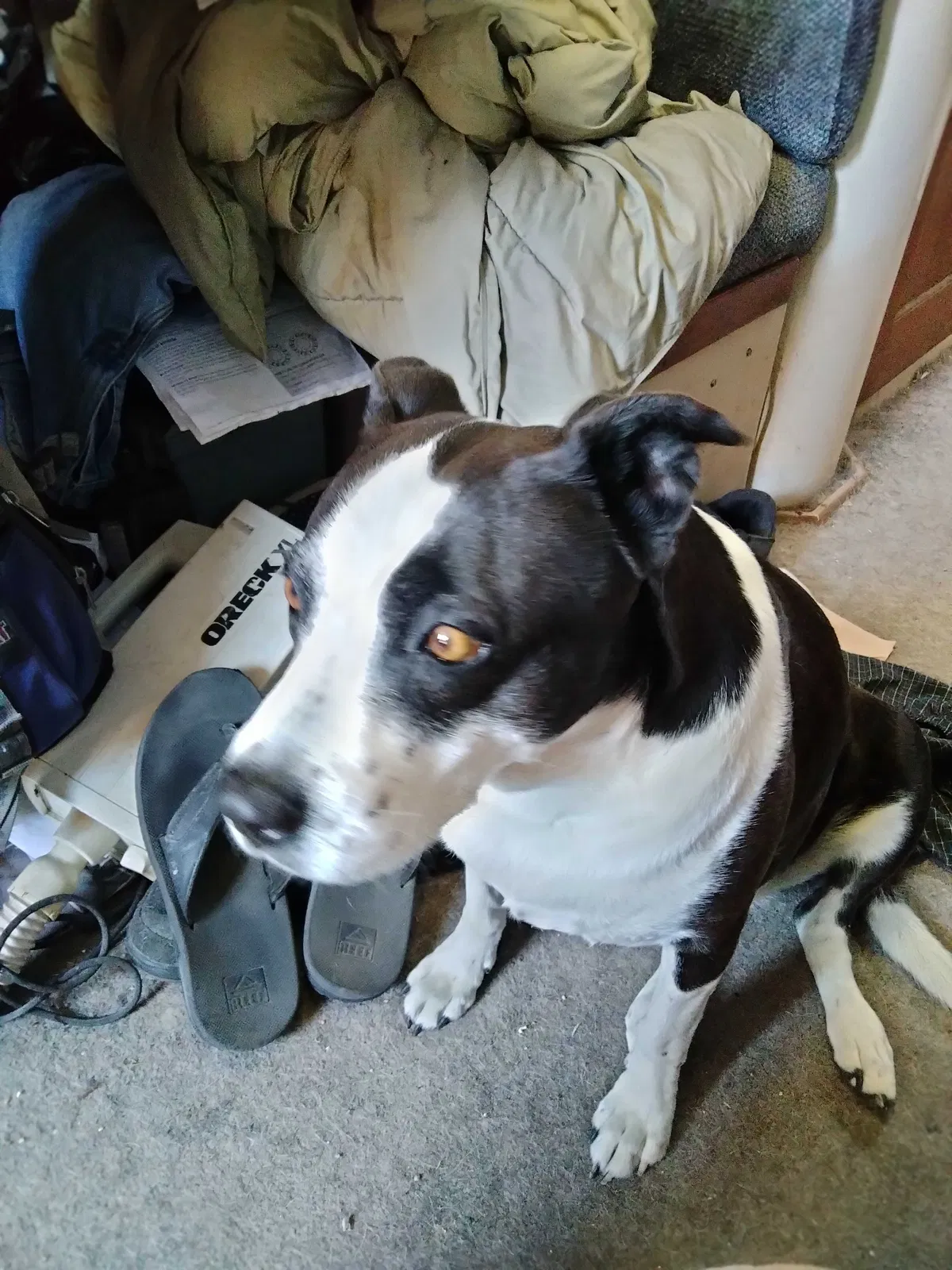 Lost dog in Wilmington, CA, 90744