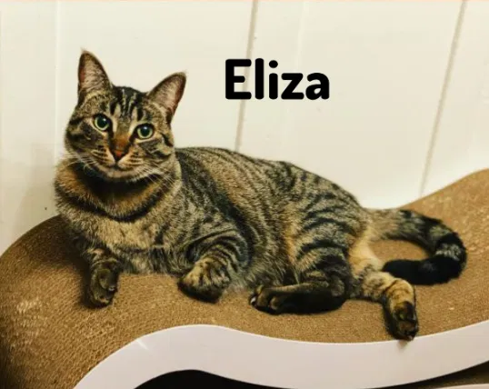 Lost cat in San Francisco, CA, 94114