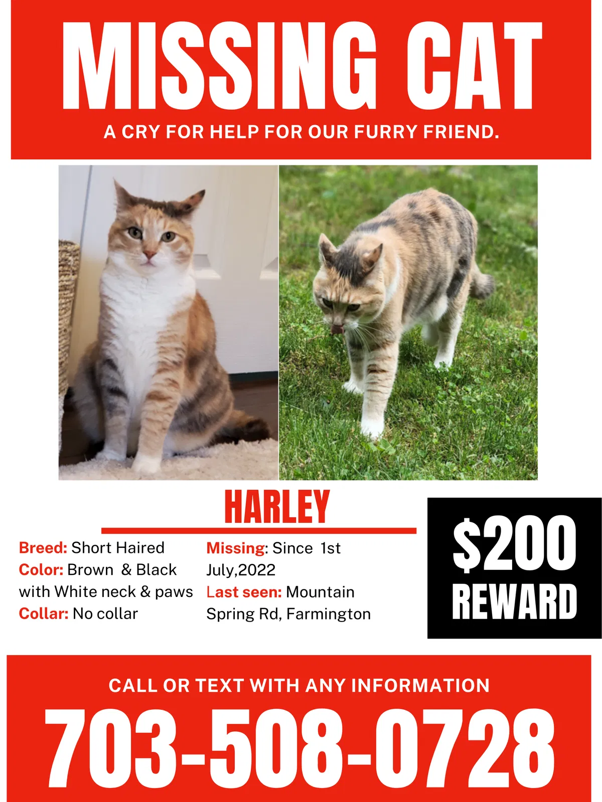 Lost cat in Farmington, CT, 6032