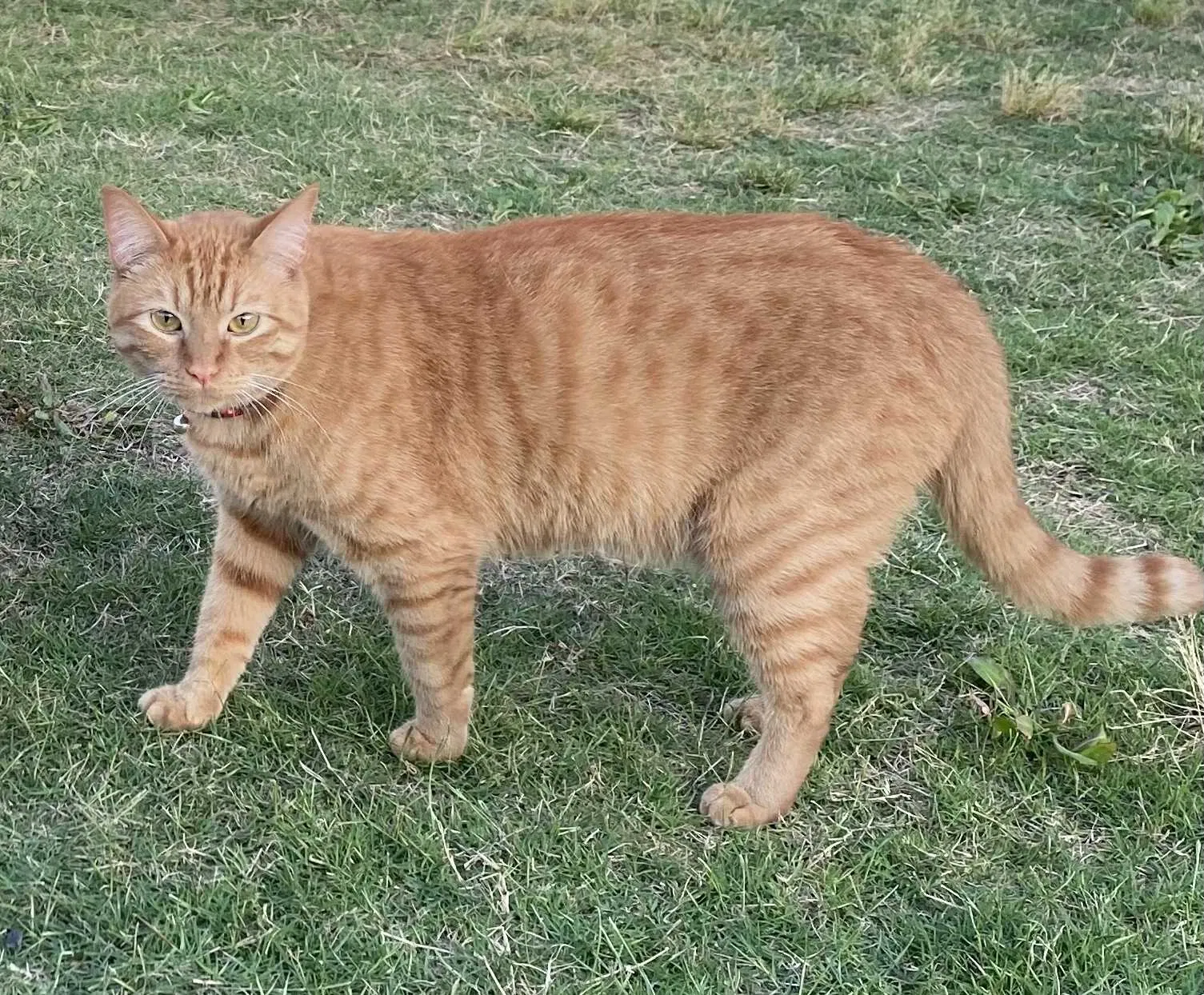 Lost cat in Austin, TX, 78725