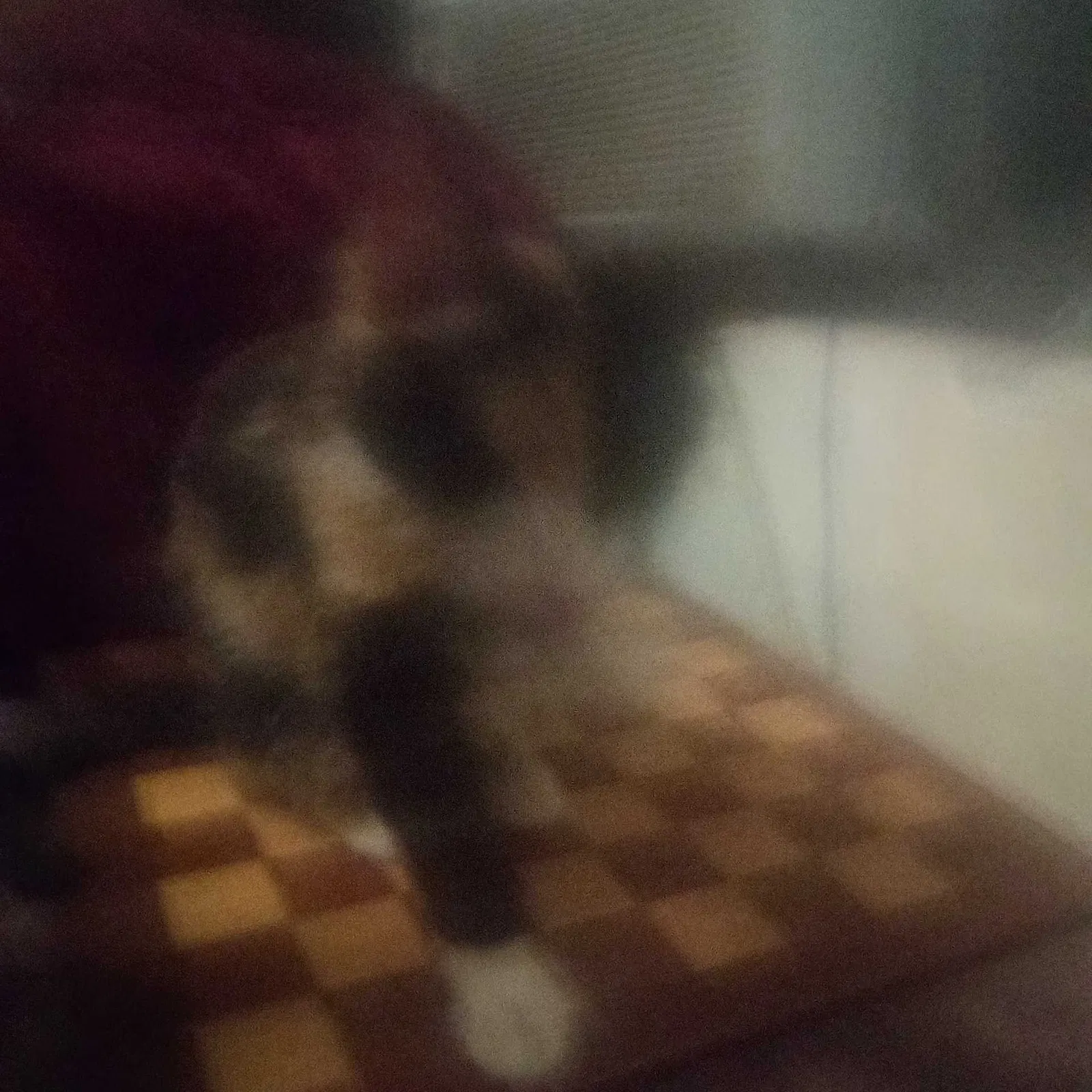 Lost cat in North Hollywood, CA, 91601