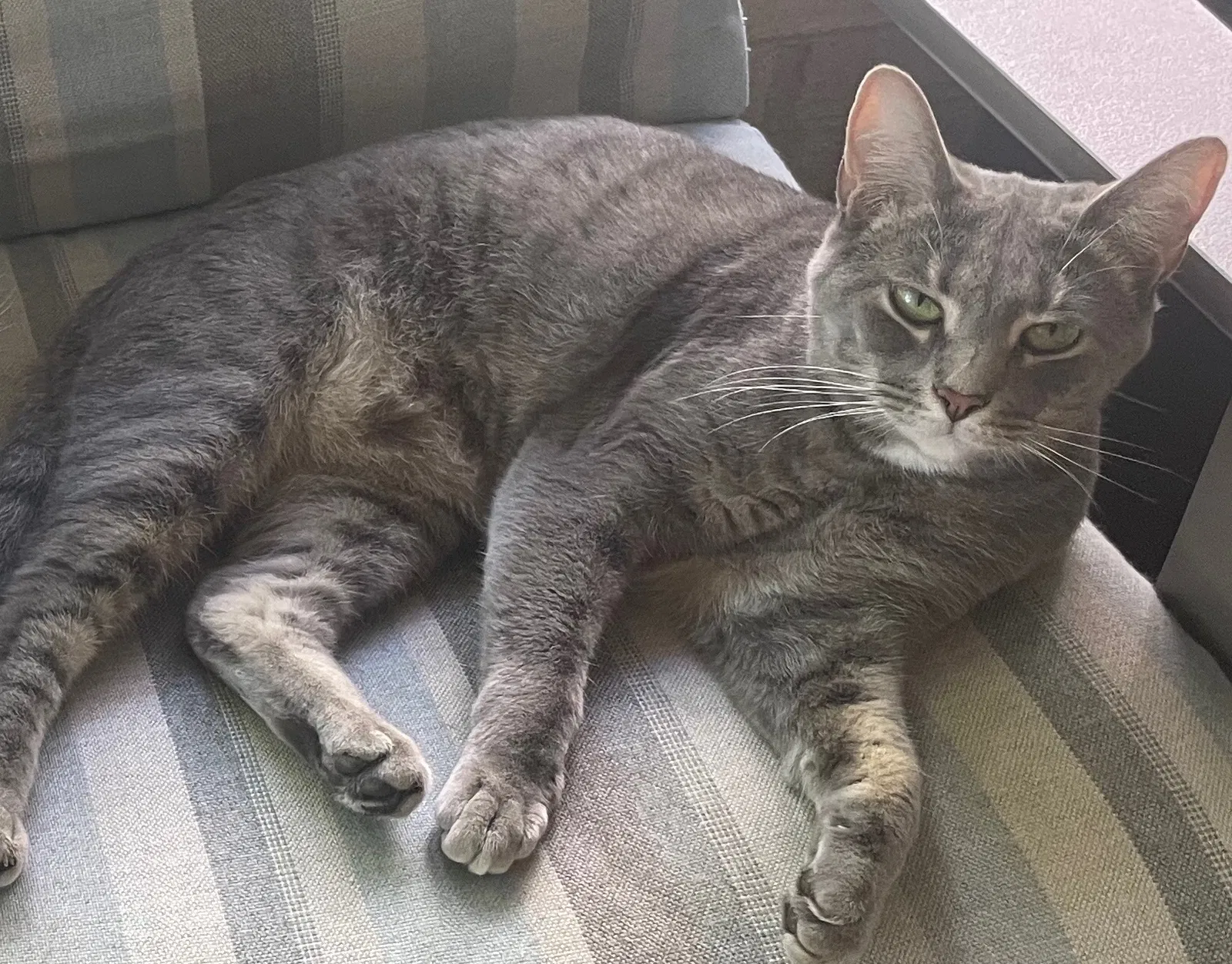 Lost cat in Cleveland, OH, 44118