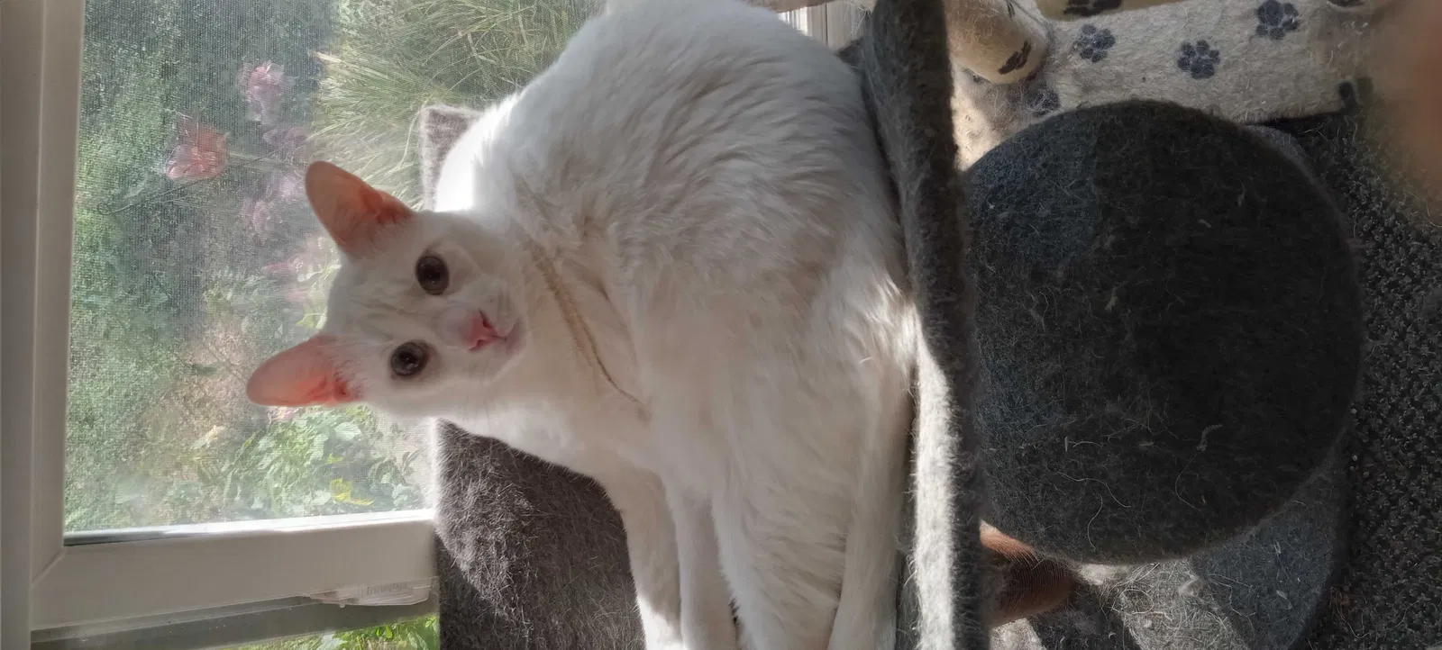 Lost cat in Goose Creek, SC, 29445