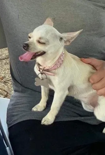 Found dog in Fort Worth, TX, 76110