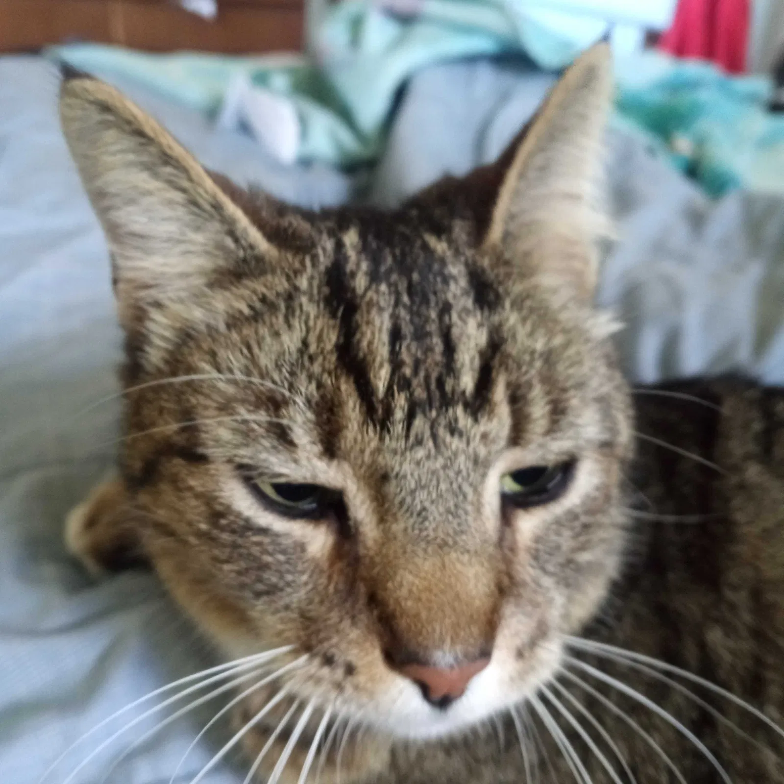 Lost cat in Costa Mesa, CA, 92627