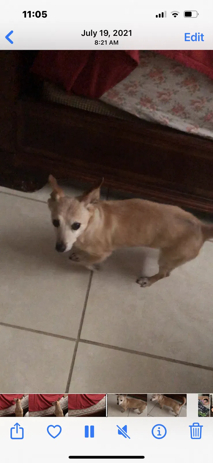 Lost dog in Tampa, FL, 33614