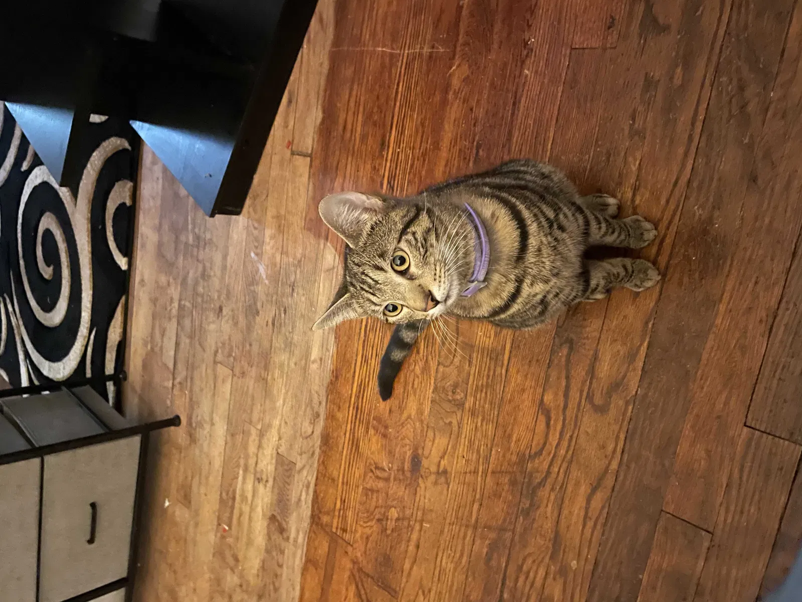 Lost cat in Cleveland, OH, 44120