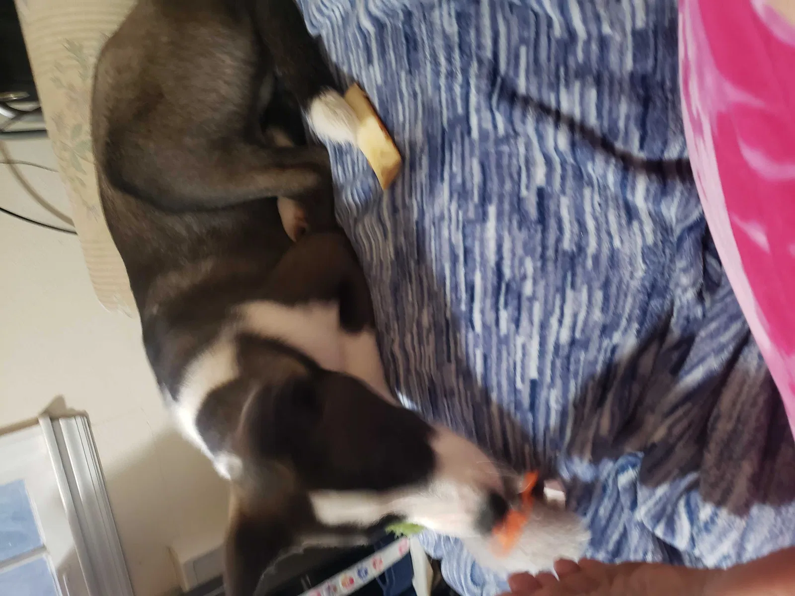 Found dog in Flint, MI, 48505