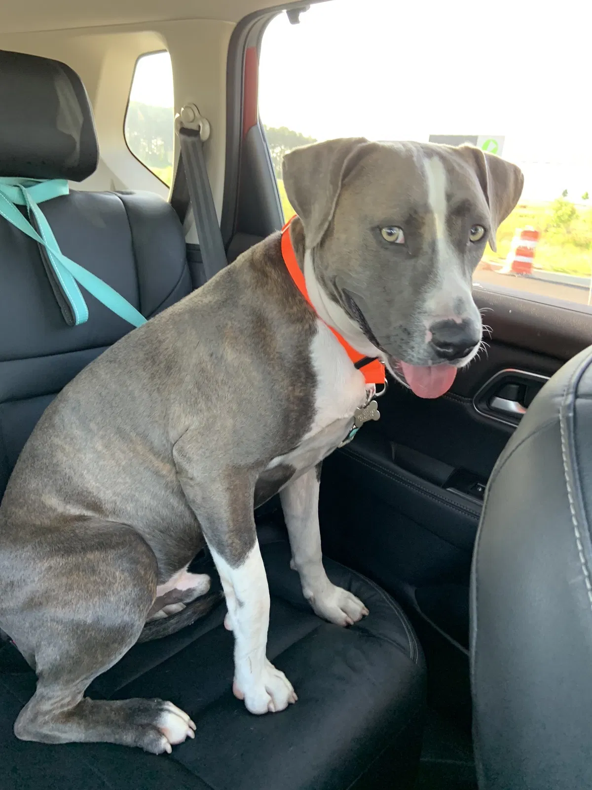 Lost dog in Cabot, AR, 72023