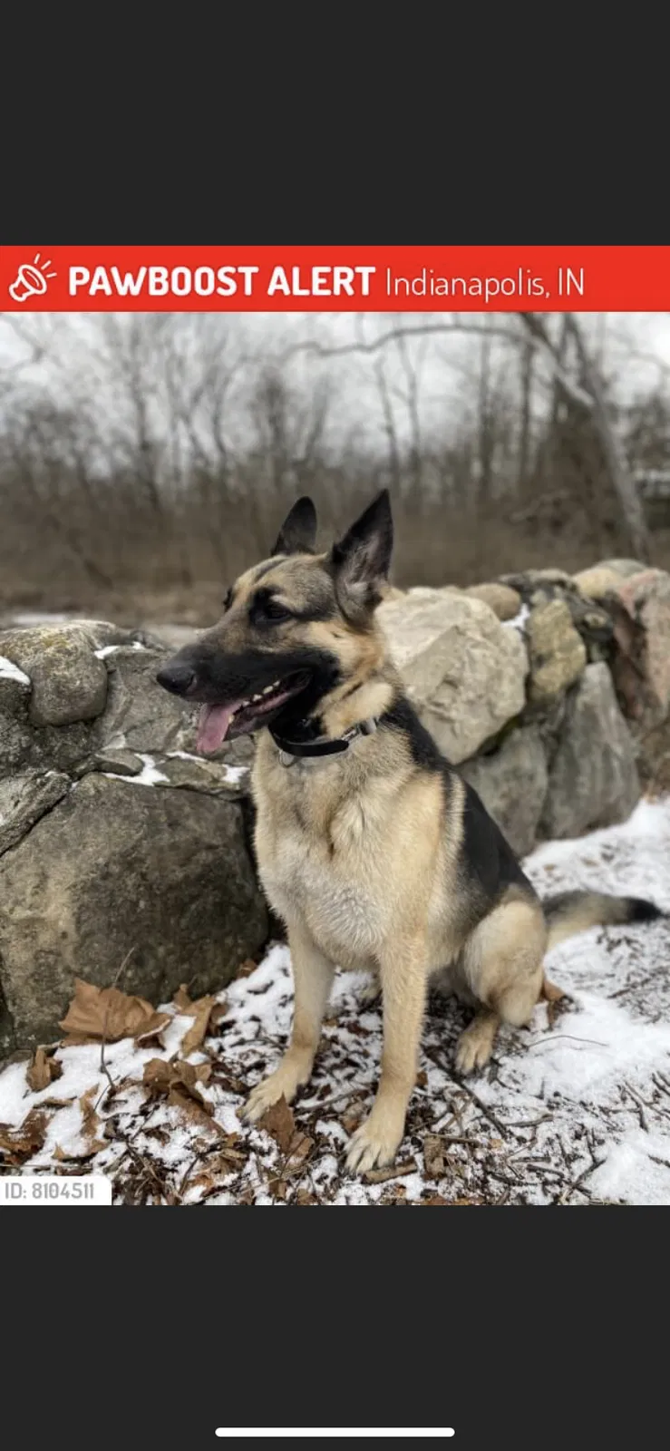 Lost dog in Indianapolis, IN, 46228