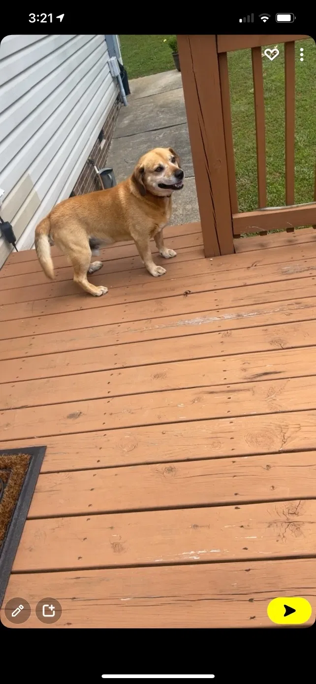 Lost dog in Snow Camp, NC, 27349