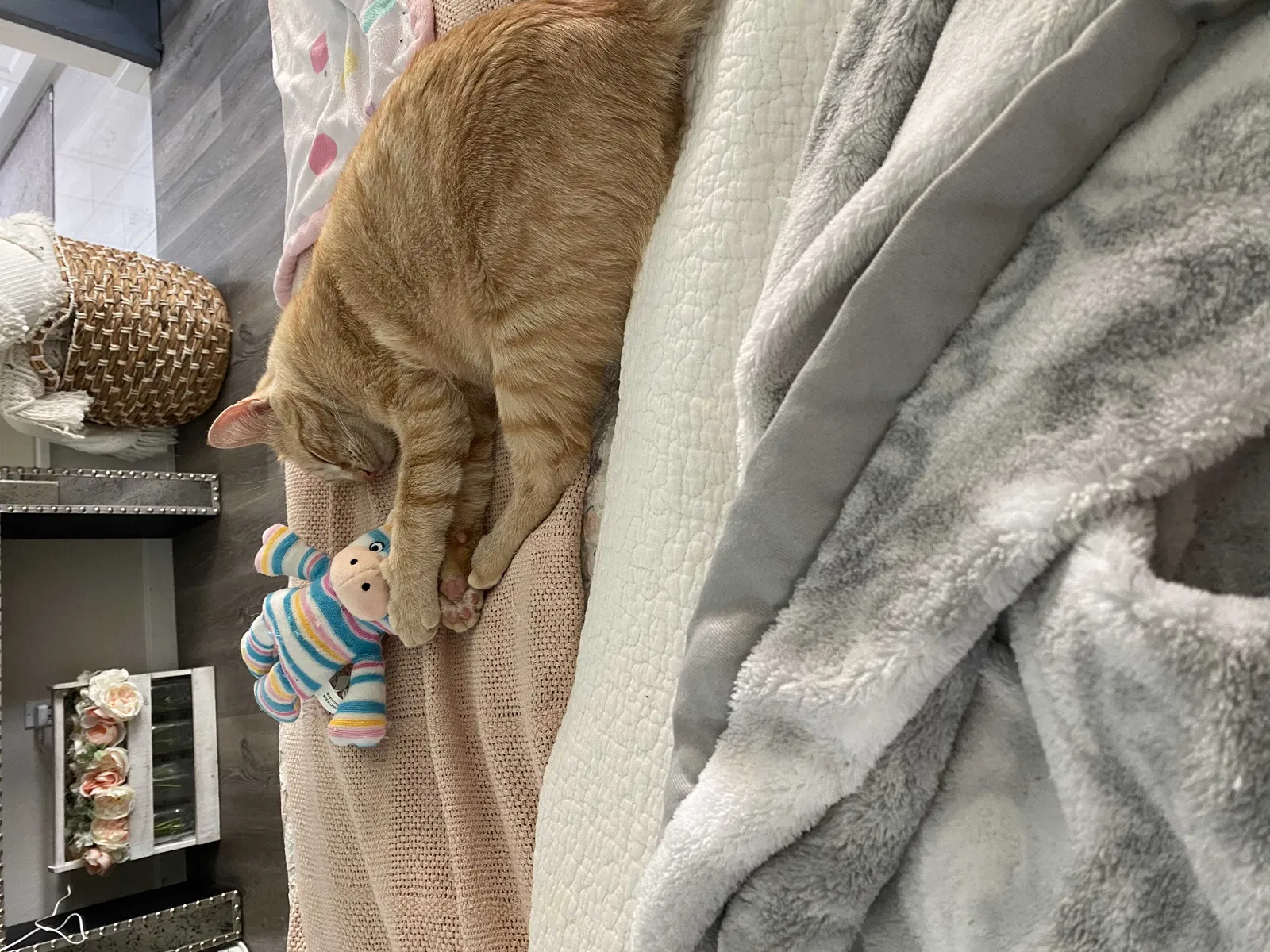 Lost cat in Escondido, CA, 92029