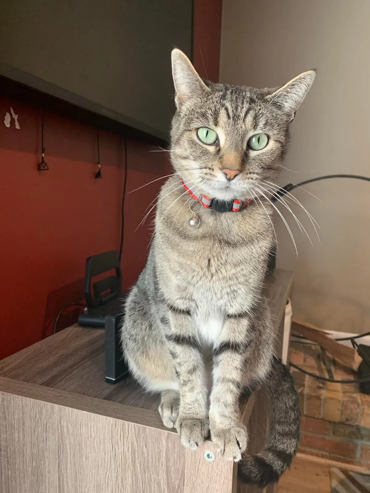 Lost cat in Columbus, OH, 43229