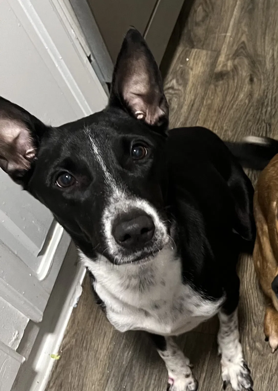 Lost dog in Arlington, TX, 76010
