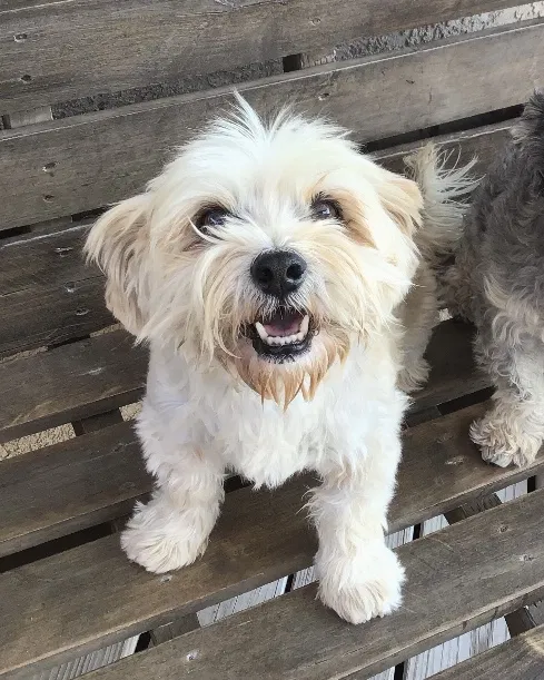 Lost dog in Las Cruces, NM, 88011