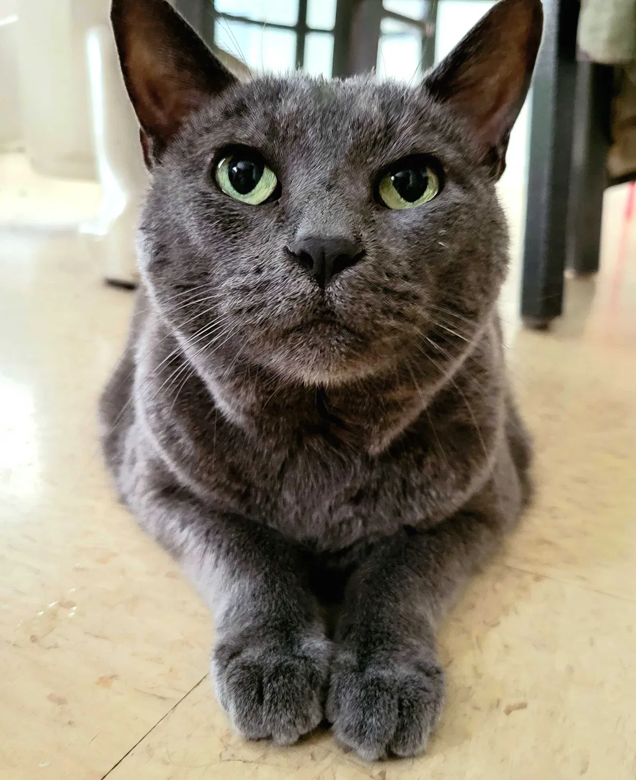 Lost cat in Fort Bragg, NC, 28307