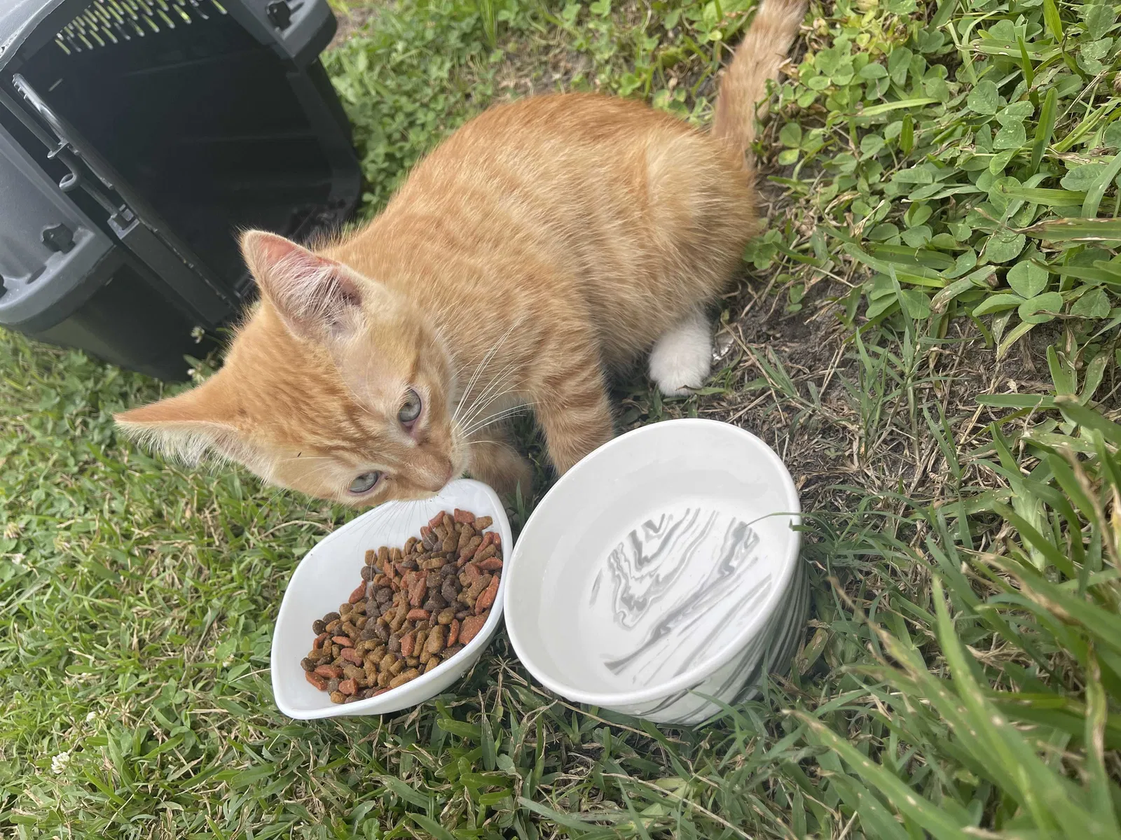 Lost cat in Wilmington, NC, 28411