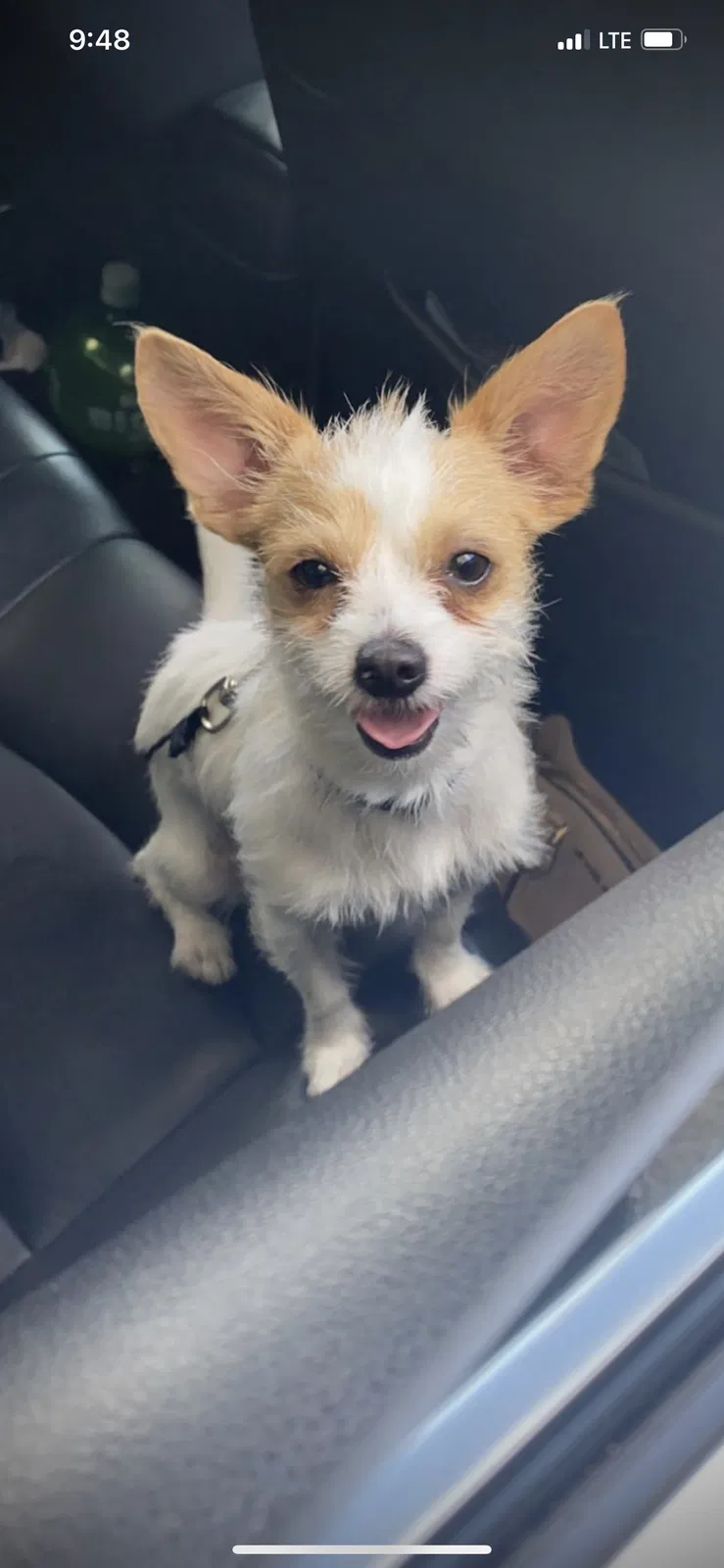 Lost dog in Anaheim, CA, 92802