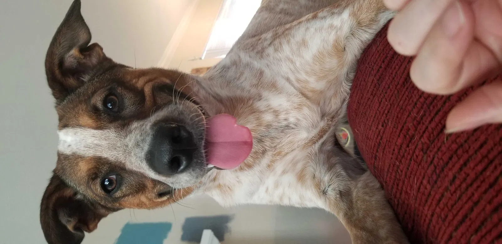 Lost dog in Sparks, NV, 89431