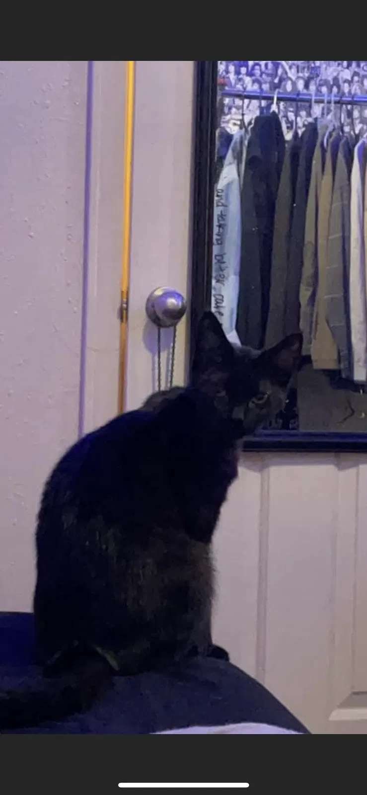 Lost cat in Lake Jackson, TX, 77566