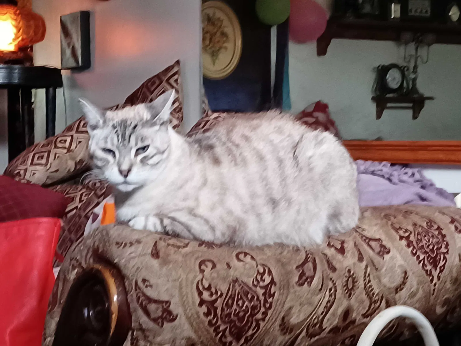 Lost cat in Portland, OR, 97230
