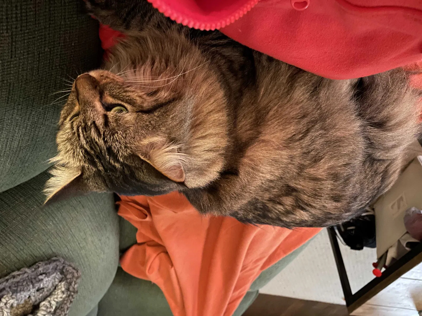 Lost cat in Woodstock, GA, 30189