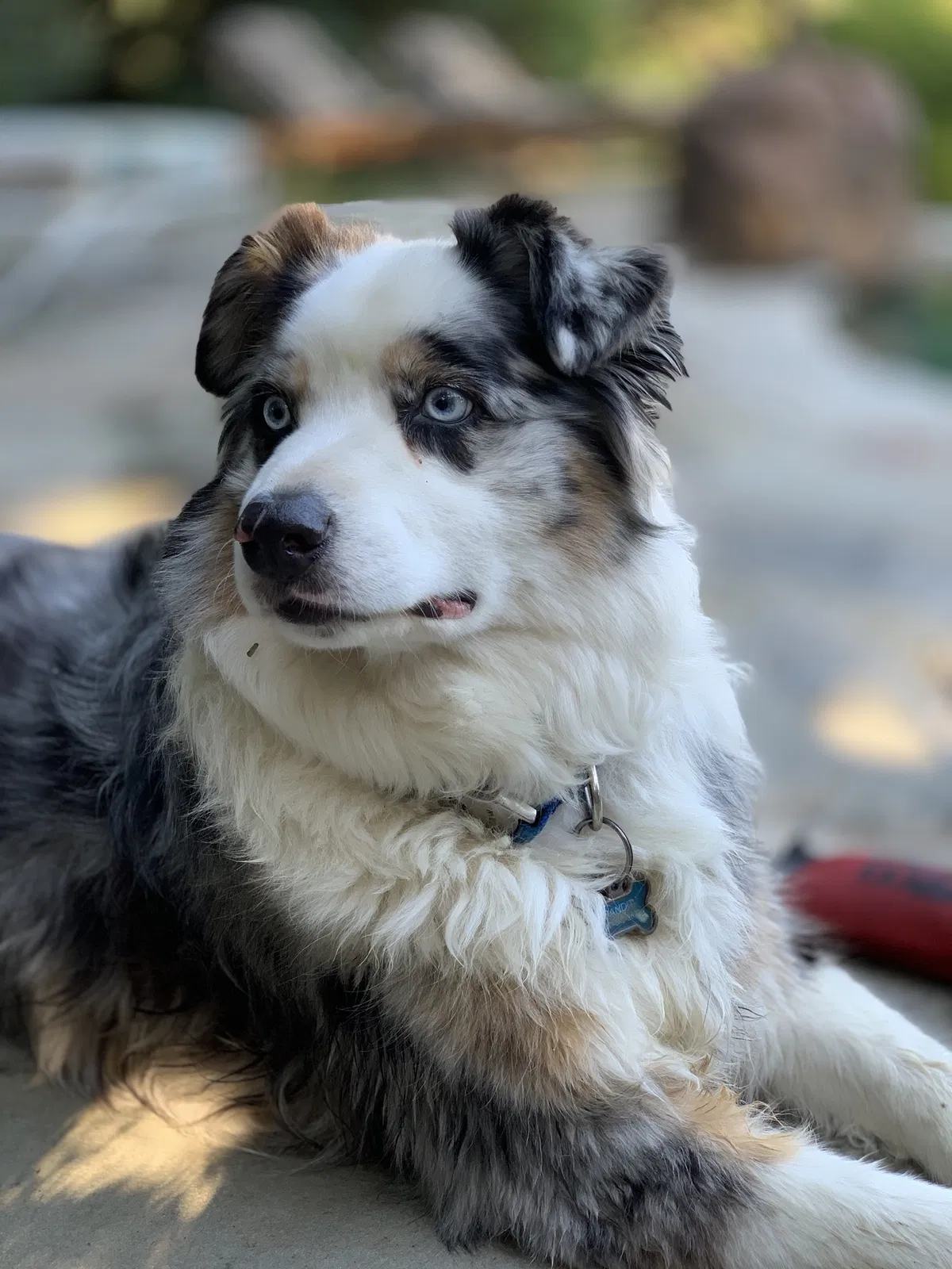 Lost dog in Copperopolis, CA, 95228