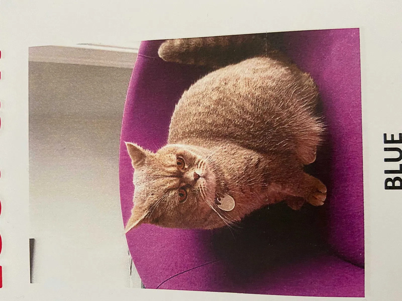 Lost cat in Arlington, MA, 2476