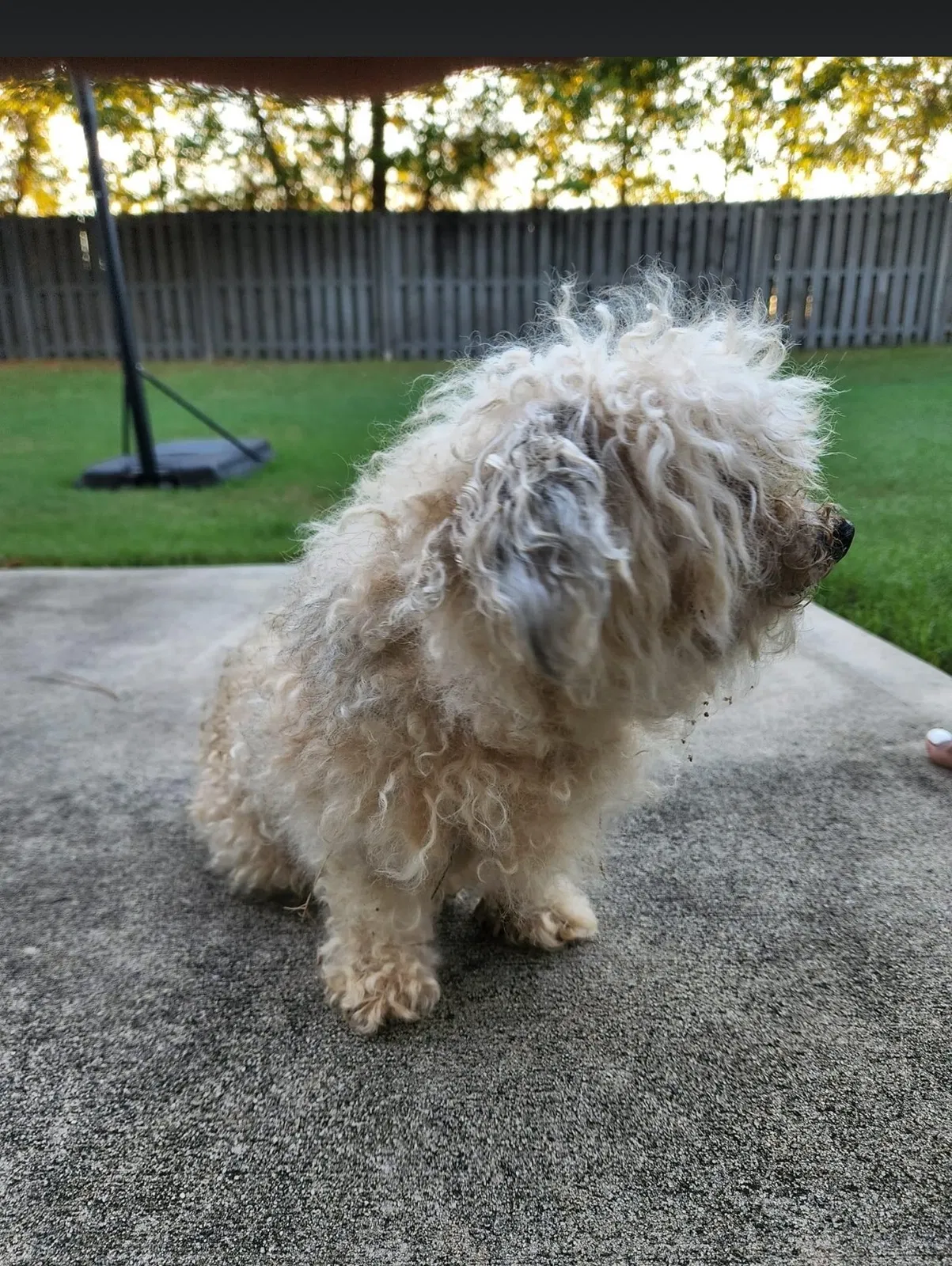 Lost dog in Hephzibah, GA, 30815