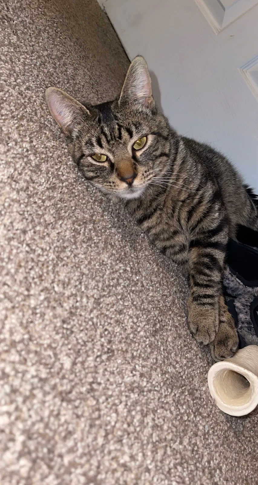 Lost cat in Cheyenne, WY, 82001