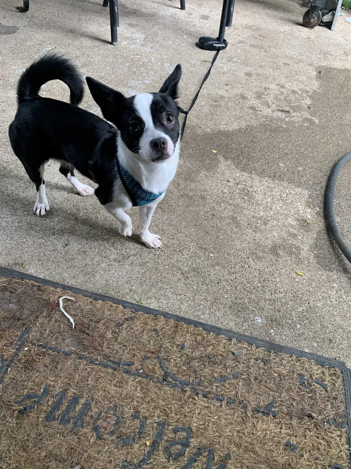 Lost dog in Lexington, KY, 40517