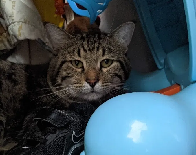Lost cat in Albuquerque, NM, 87112