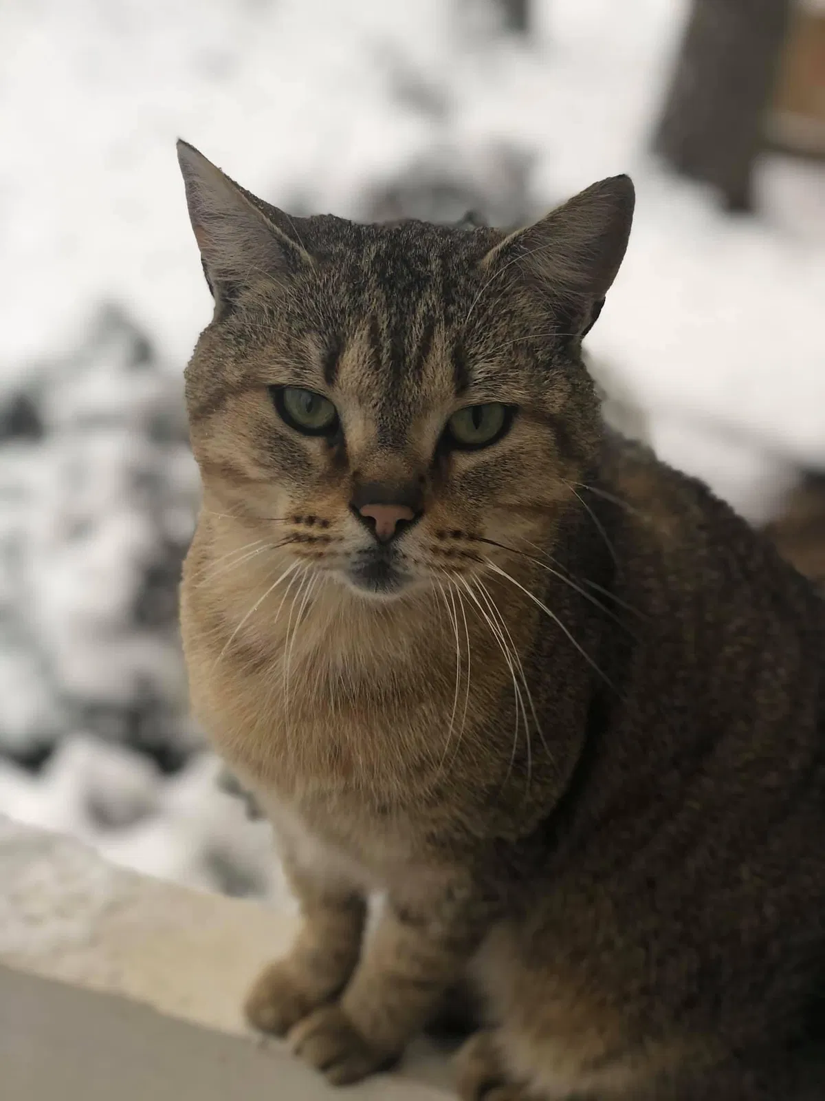 Lost cat in Chattanooga, TN, 37416