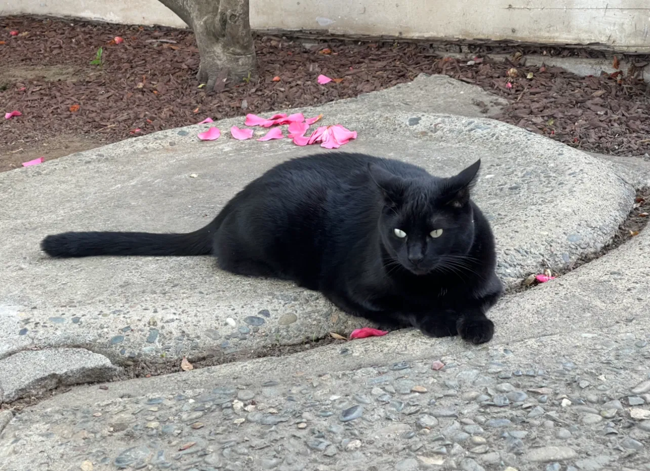 Lost cat in Sacramento, CA, 95819
