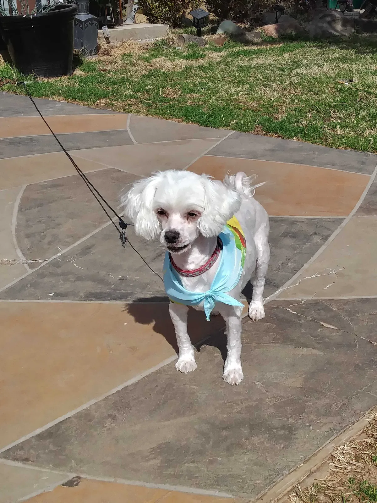 Lost dog in Oklahoma City, OK, 73111