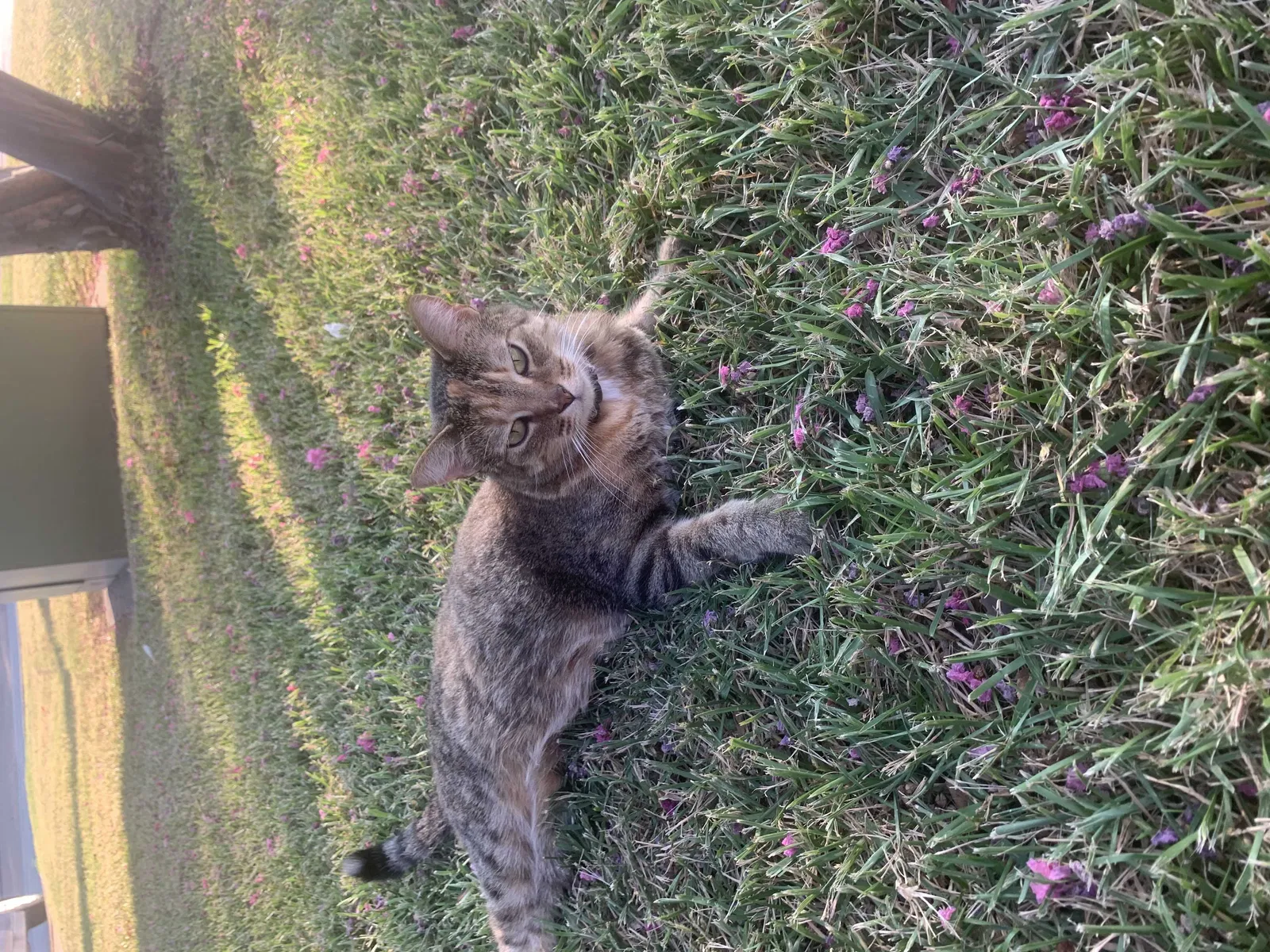 Lost cat in Magnolia, TX, 77354