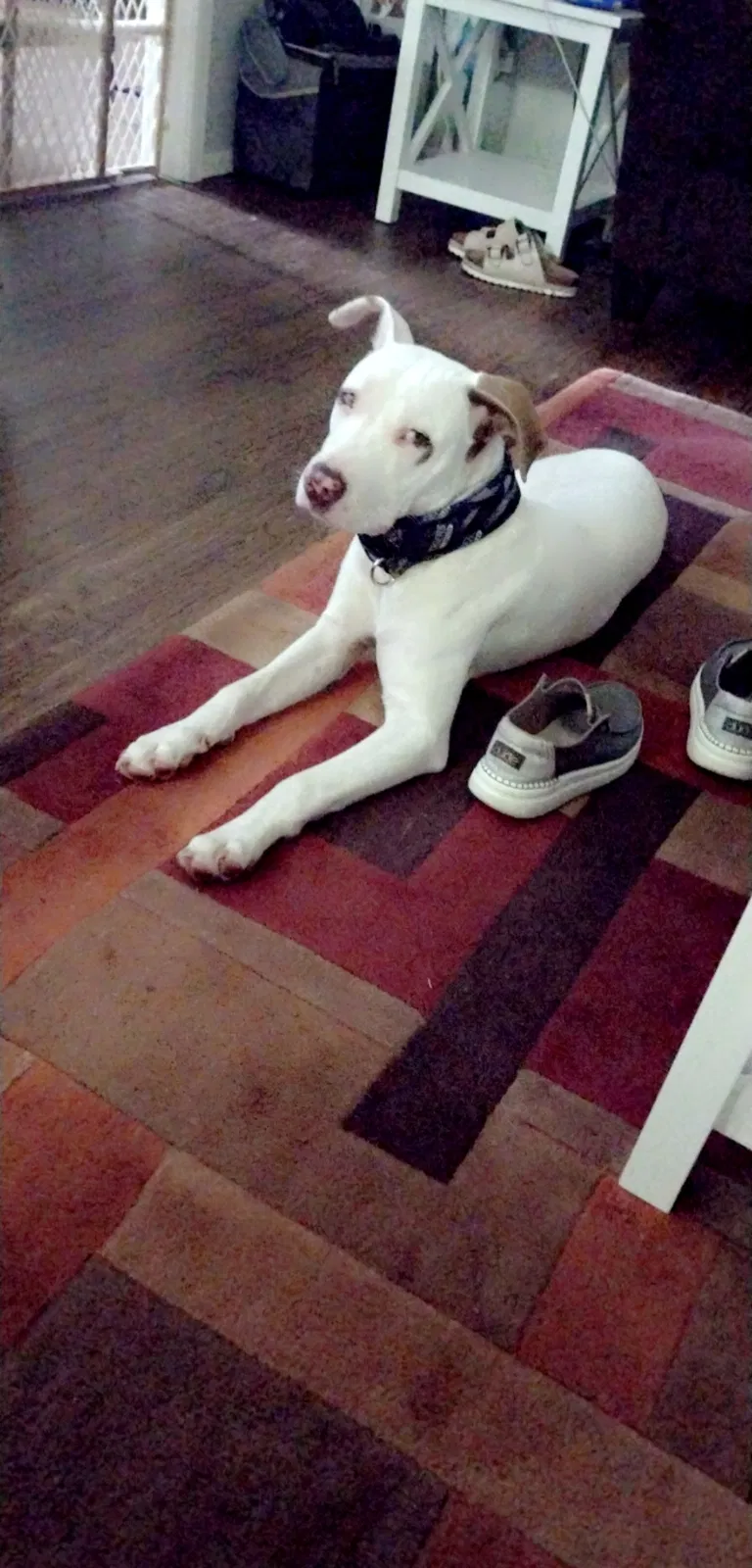 Found dog in Oklahoma City, OK, 73130