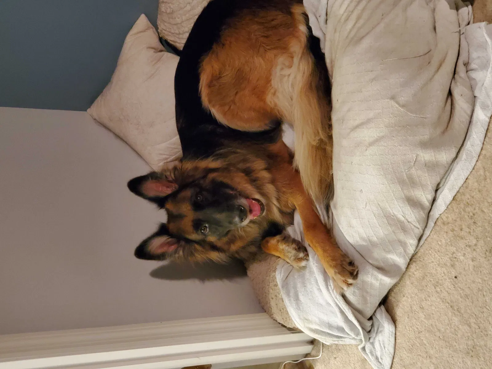 Lost dog in Florissant, MO, 63033