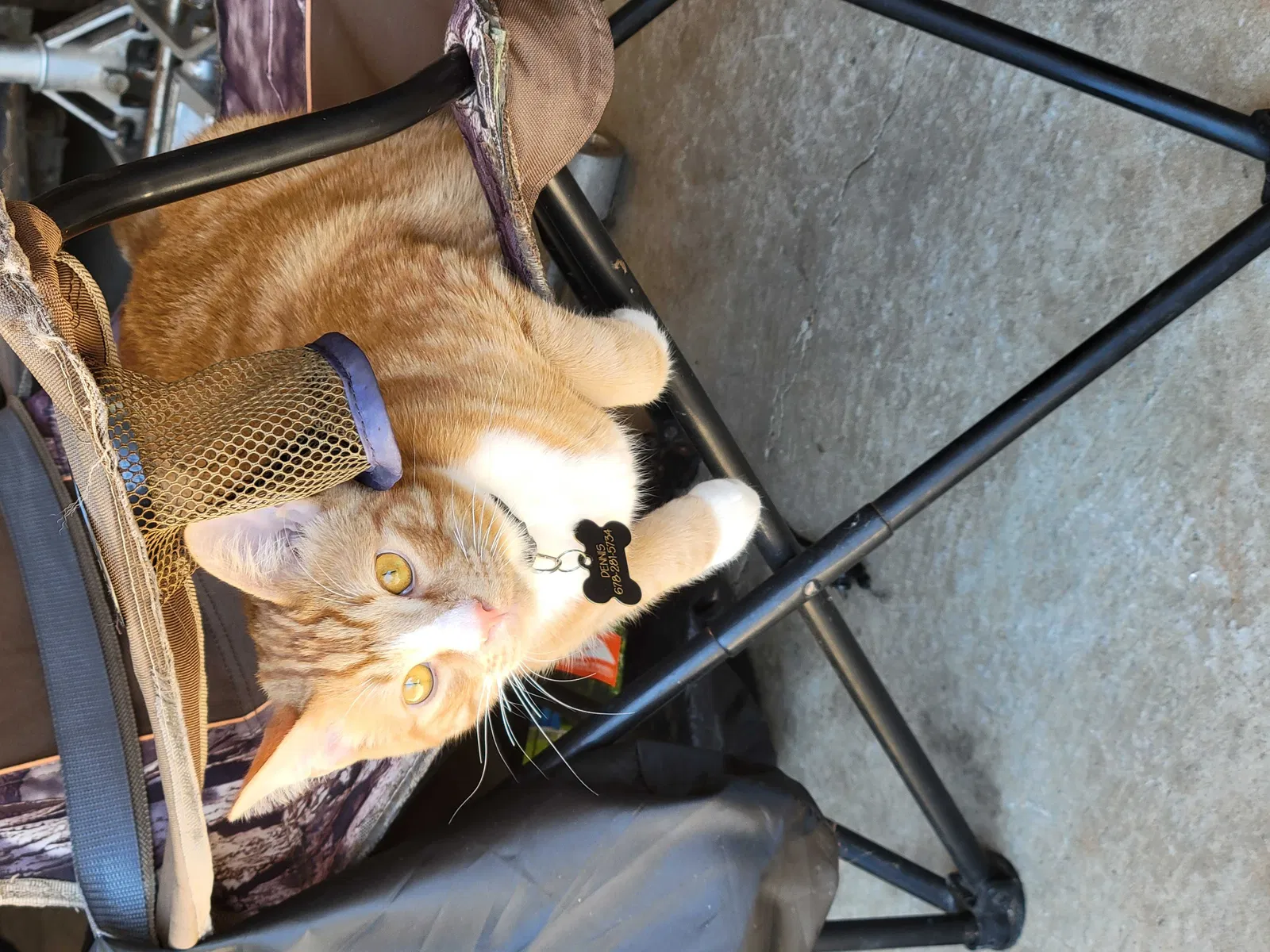 Lost cat in Covington, GA, 30016