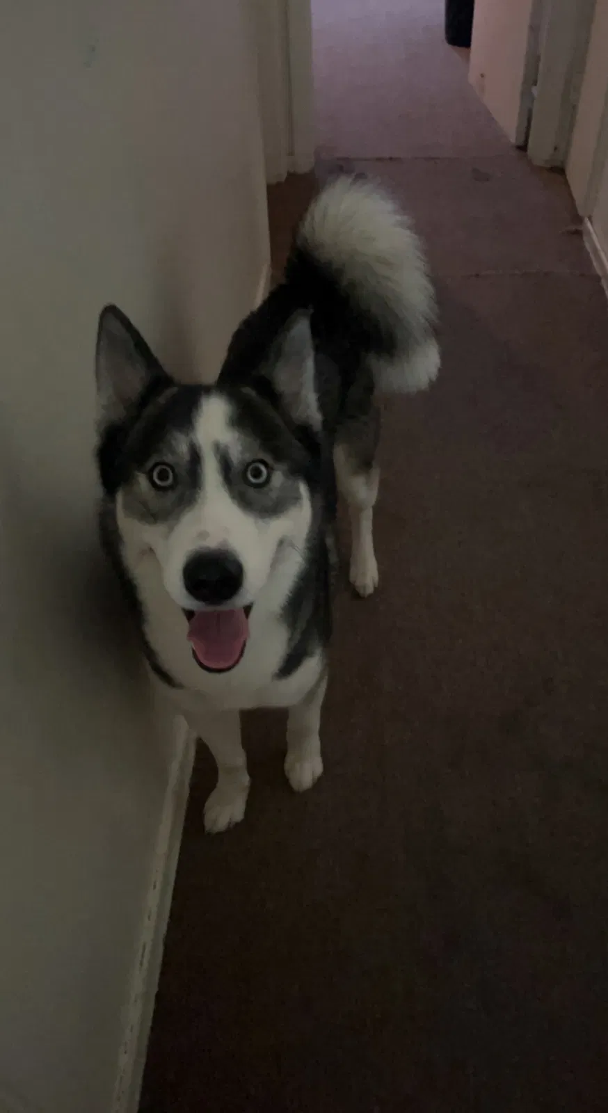 Lost dog in Atlanta, GA, 30341