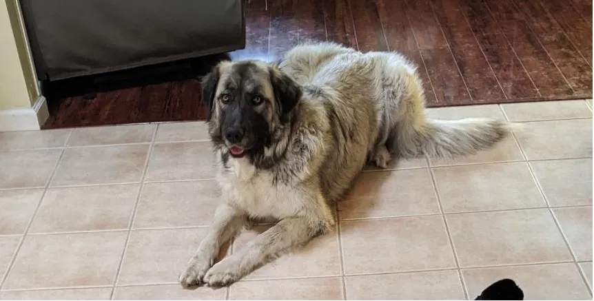 Lost dog in Turlock, CA, 95380