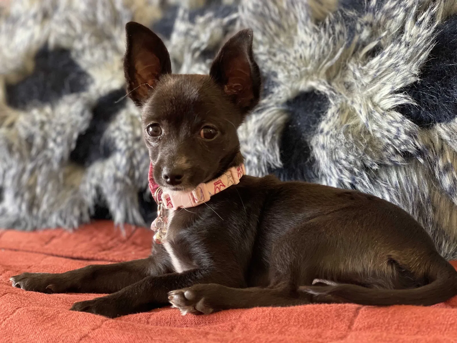 Lost dog in Aubrey, TX, 76227