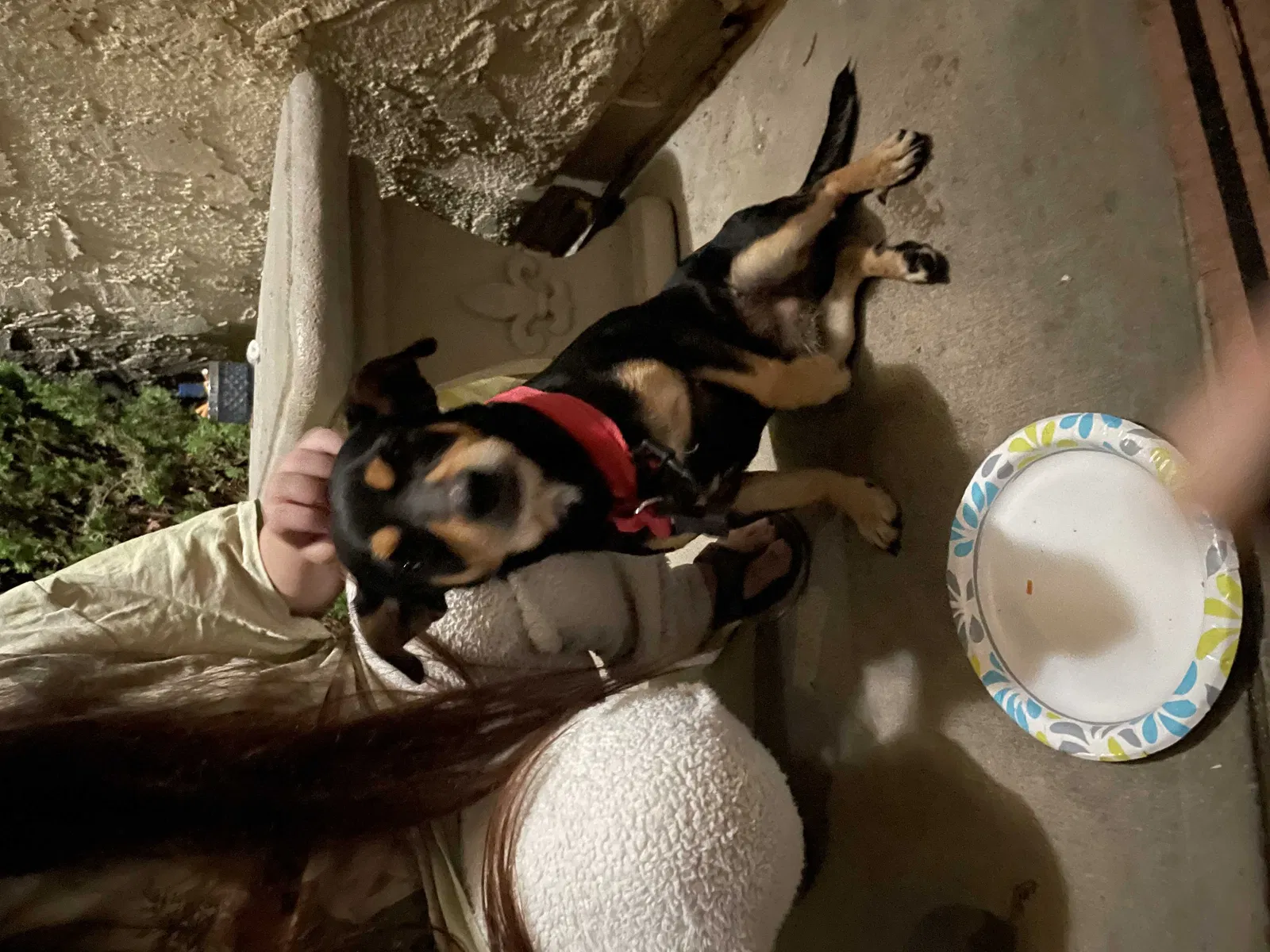 Found dog in Palmdale, CA, 93550