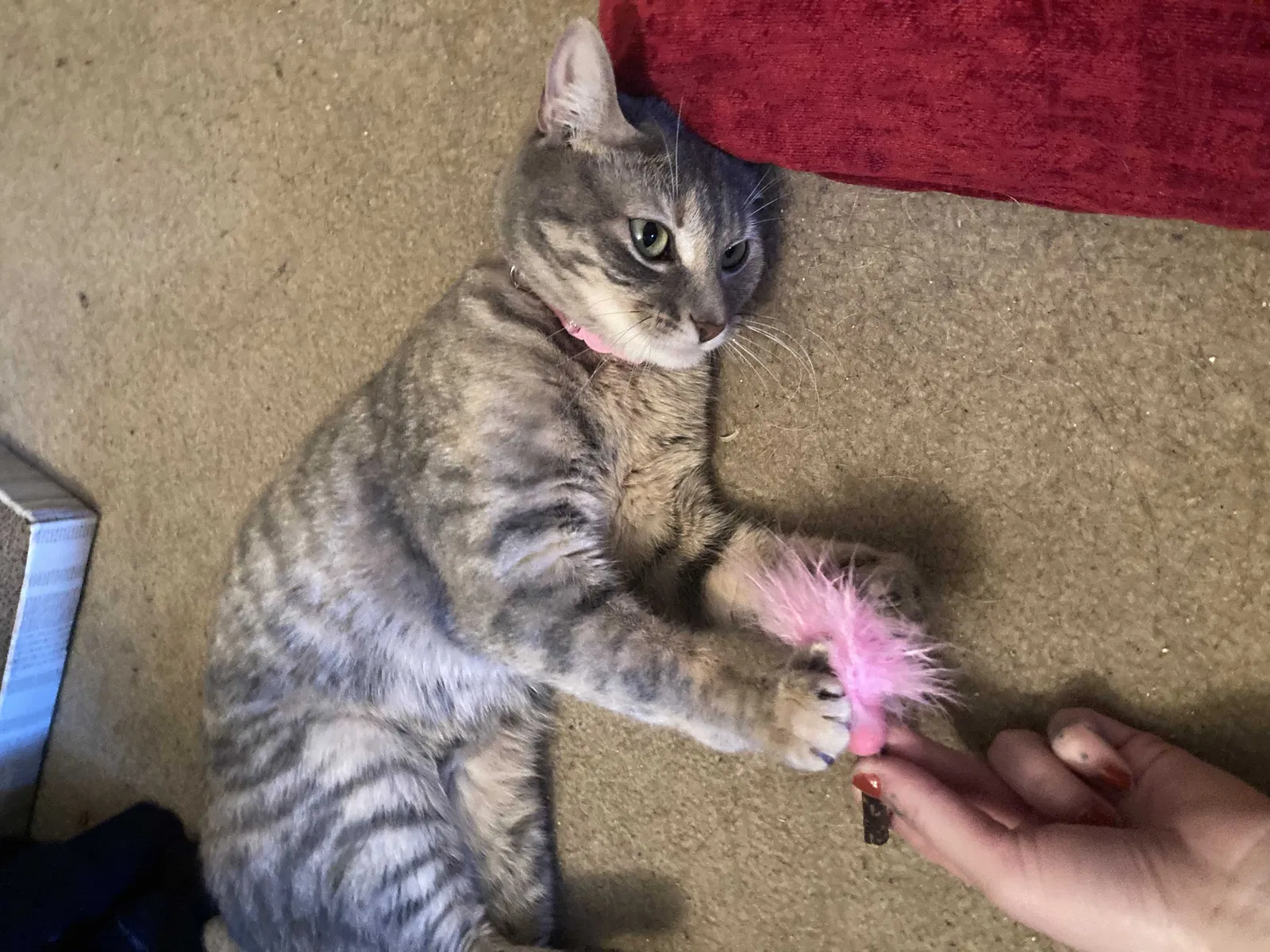 Lost cat in East Setauket, NY, 11733